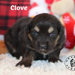 Clove - Black tri female Miniature Australian Shepherd puppy in Garden Plain, Kansas from Krazy K Aussies