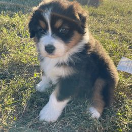 Australian Shepherd Puppies from South Ridge Aussies