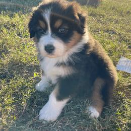 Australian Shepherd Puppies from South Ridge Aussies