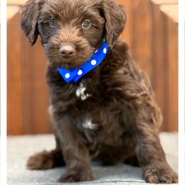 Mister Blue - Chocolate male Australian Labradoodle puppy in Wake Forest, North Carolina from Lucky Country Labradoodles