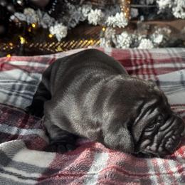 Alpine - Black male Great Dane puppy in Littleton, Colorado from Denver Danes