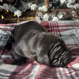 Alpine - Black male Great Dane puppy in Littleton, Colorado from Denver Danes