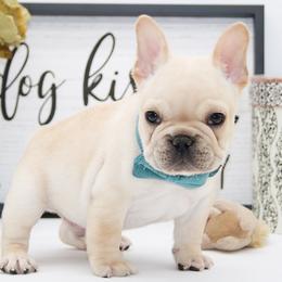 TUG - Cream male French Bulldog puppy in West Plains, Missouri from Must Be Frenchies & Crown Of Curls Bolonka