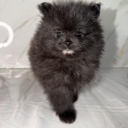 Ruby - Black parti female Pomeranian puppy in Scio, Oregon from Mac Daddy Poms
