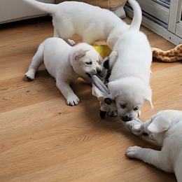 Labrador Retriever Puppies from The Labradors of Sycamore Farms