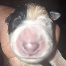 Boy 3 - Blue male Australian Cattle Dog puppy in Buffalo Valley, Tennessee from Buffalo Valley Breeders