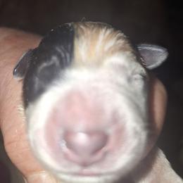 Boy 3 - Blue male Australian Cattle Dog puppy in Buffalo Valley, Tennessee from Buffalo Valley Breeders