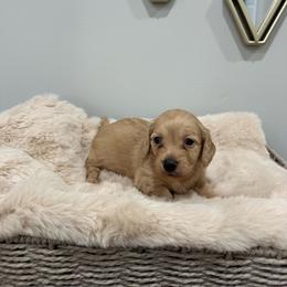 Oliver - Cream male Dachshund puppy in Modesto, California from Raws Doxies