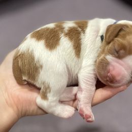 Brittany Puppies from Jenvy Brittanys