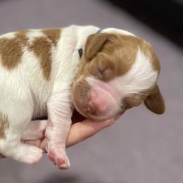 Brittany Puppies from Jenvy Brittanys