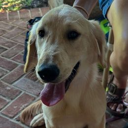 Boy 4 - male Golden Retriever puppy in Fieldale, Virginia from Interlock Goldens