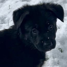 German Shepherd Puppies from Shadow Wraith German Shepherds