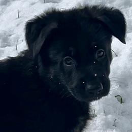 German Shepherd Puppies from Shadow Wraith German Shepherds
