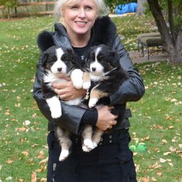 Australian Shepherd Puppies from Highline