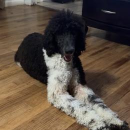 Cruella - Poodle