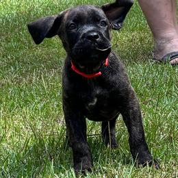 Mildred - Black brindle female Cane Corso puppy in Beech Island, South Carolina from Relic Cane Corso