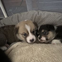 Pembroke Welsh Corgi Puppies from Temperance Farm Corgis