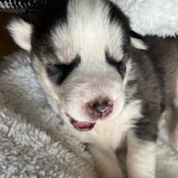 Delita - Black and white male Siberian Husky puppy in Bangs, Texas from Final Siberians