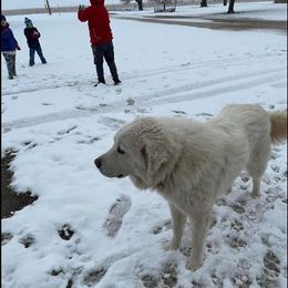 Great Pyrenees All Grown Up from Callison Farm Great Pyrenees