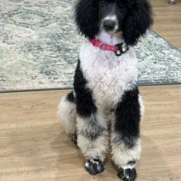 Aussiedoodle, Bordoodle, Goldendoodle, Irish Doodle, Labradoodle, and Poodle All Grown Up from Sugar Camp Canine - Maxwell
