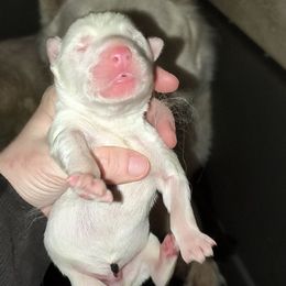 Boy 1 - White male Siberian Husky puppy in Porter Corners, New York from Gemstone Huskys