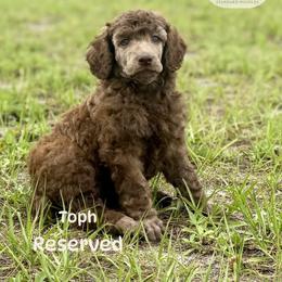 Toph - Brown female Poodle puppy in Jacksonville, Florida from Creek Side Kennels