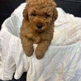 Scout - Red  male Goldendoodle puppy in Sylacauga, Alabama from Lorel’s Doodles