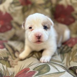 Arrow - American Corgi puppy in Bethany, Connecticut from Wetmore Corgis