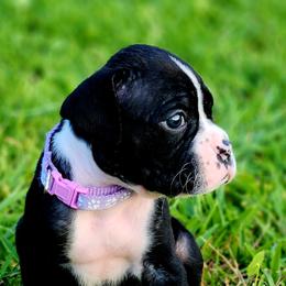 Boxer Puppies from Amanda Edwards