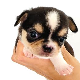 Prince 9600 - Black sabled fawn male Chihuahua puppy in Santa Rosa Beach, Florida from Eva's Chihuahua