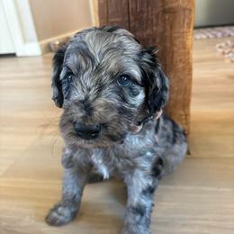 Ash - Merle male Labradoodle puppy in Alliance, Ohio from Mount Olive Doodles