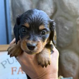 Purple Collar Longhair - Black and tan female Dachshund puppy in Cottonwood, California from Circle C Farm