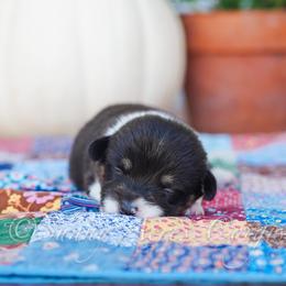 Cider - Black and tan male Pembroke Welsh Corgi puppy in Bedford, Indiana from Sunny Acres Corgis