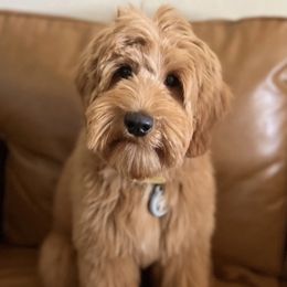 Molly - Australian Labradoodle