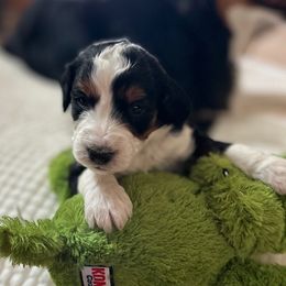 Boy 5 - Aussiedoodle puppy in Scottsdale, Arizona from B & T's Aussies & Aussie Doodle's