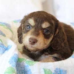 Curly - Chocolate and cream male Dachshund puppy in Laurel, Mississippi from Kissinger Dachshunds