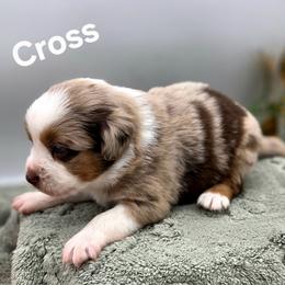 Cross - Red merle male Toy Australian Shepherd puppy in Viking, Minnesota from Son Shine Farm