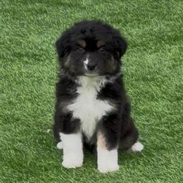 Harbor - Black tri-color female Australian Shepherd puppy in Springfield, Oregon from Shelter Cove Aussies