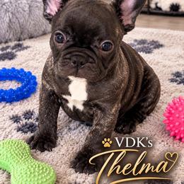 Thelma - Brindle and white female French Bulldog puppy in Grand Praire, Texas from Von Darr Kennels