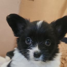 SIRENE - Papillon puppy from Leslie's Papillons