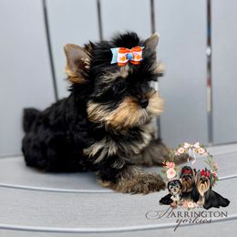 Bria - Black and gold female Yorkshire Terrier puppy in Bloomingdale, Georgia from Harrington Yorkies