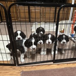 "pups are 6 weeks old" English Springer Spaniel Puppies from DAYSPRINGERS