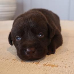Ivy - Chocolate female Labrador Retriever puppy in Camden, Indiana from Camden's Caring Canines