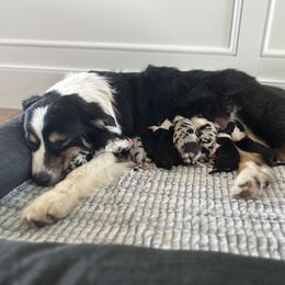 Australian Shepherd Puppies from Blue Meadow Aussies