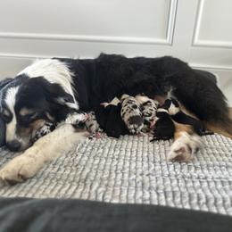 Australian Shepherd Puppies from Blue Meadow Aussies