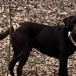 Labrador Retrievers from Dawn's Labrador Retrievers