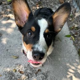 Pembroke Welsh Corgi Puppies from McGovern Family Corgis