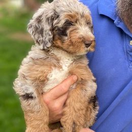 Sticks - Red merle Aussiedoodle puppy in New Philadelphia, Ohio from Oldtown Doodles