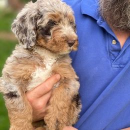 Sticks - Red merle Aussiedoodle puppy in New Philadelphia, Ohio from Oldtown Doodles