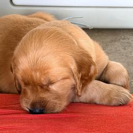 Mauve - Dark golden female Golden Retriever puppy in Smithfield, Utah from Golden Palms Puppies